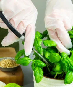 Compostable Poly Gloves Eco-Friendly Food Safe-6