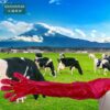 Veterinary disposable long-arm gloves