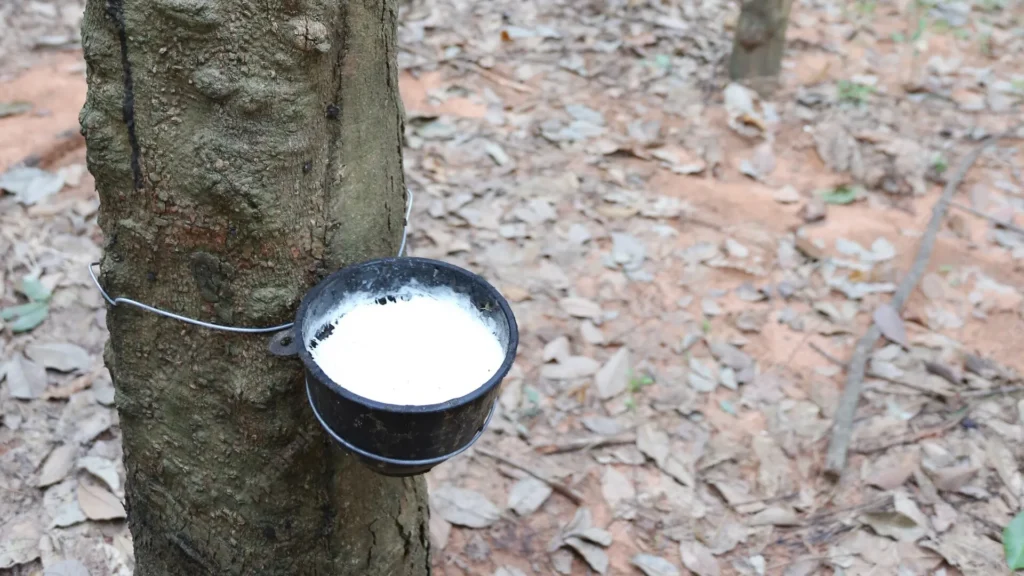 Rubber tree tapped with collection cup.